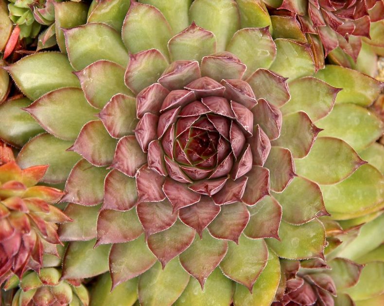 Sempervivum <br> Bronco