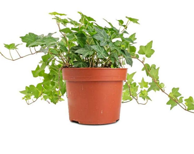 Hedera <br> Green Pittsburg