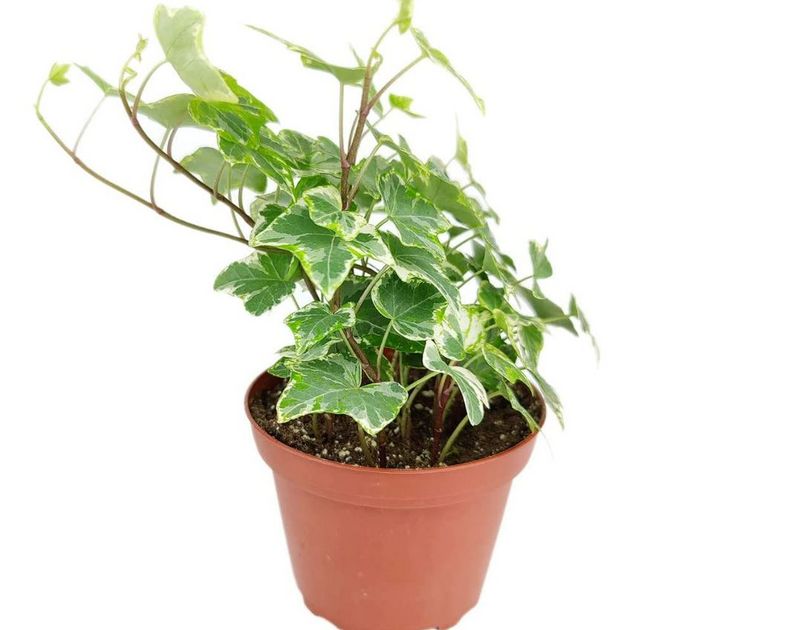 Hedera <br> Mini Colibri