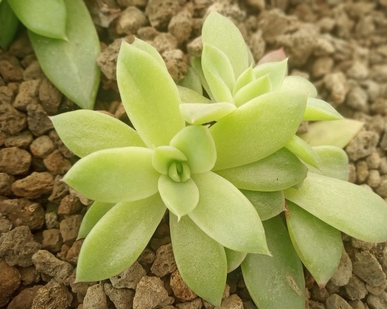 Senecio <br> Serpens Blue Chalksticks