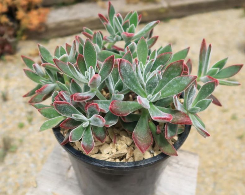 Echeveria <br> Pulvinata