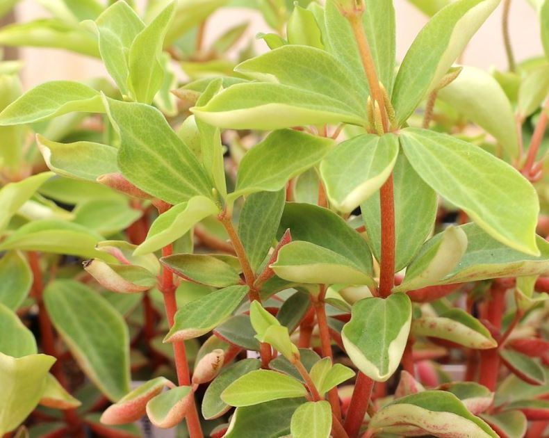 Peperomia <br> Verticilata Red