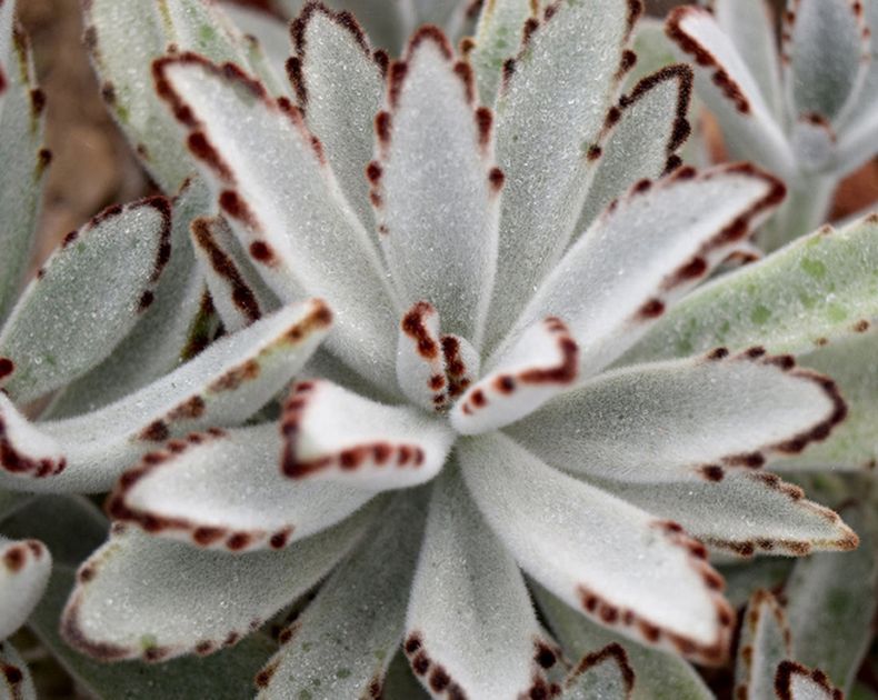 Kalanchoe <br> Tomentosa