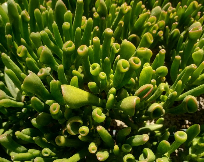 Crassula <br> Ovata Horntree