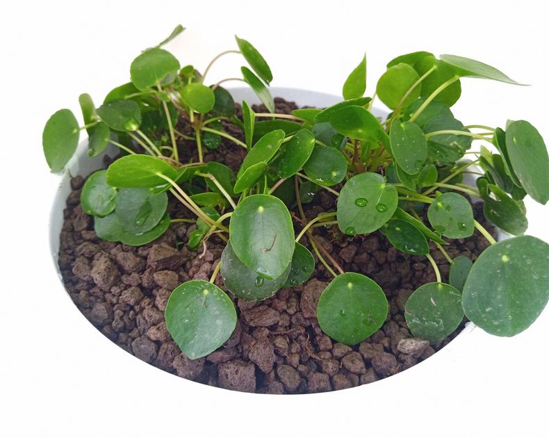 Pilea <br> Peperomioides