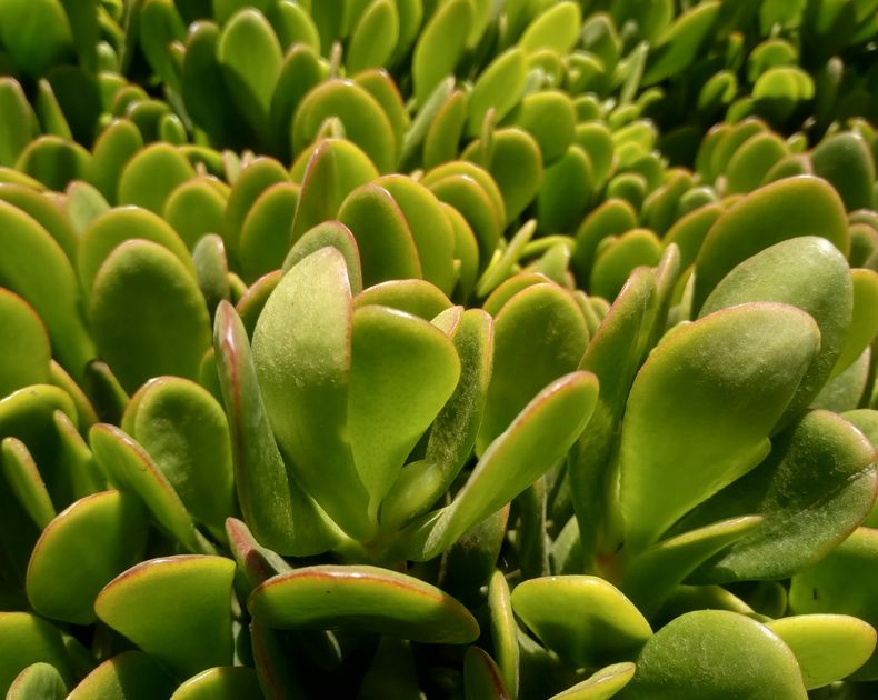 Crassula <br> Ovata
